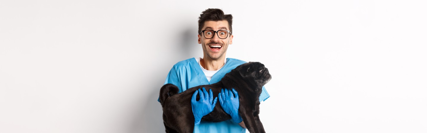 Start Your Career: Veterinary Assistant Courses in the USA